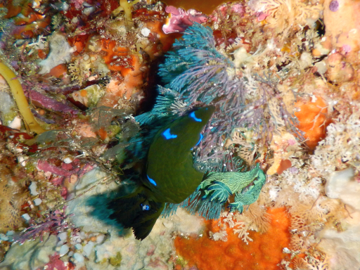 f:id:jptzws:20180201071153j:plain