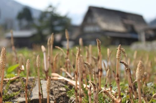 f:id:jranar:20100502101153j:image
