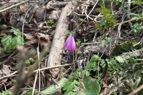 f:id:jranar:20100502132857j:image