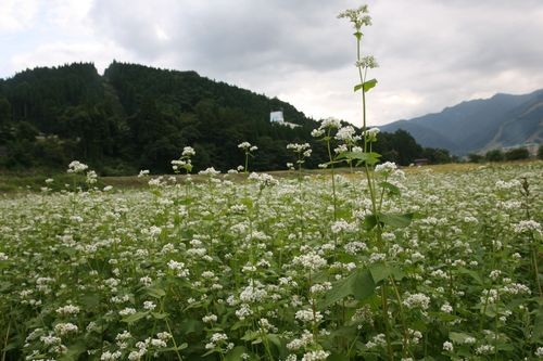 f:id:jranar:20100918150053j:image f:id:jranar:20100918150053j:image