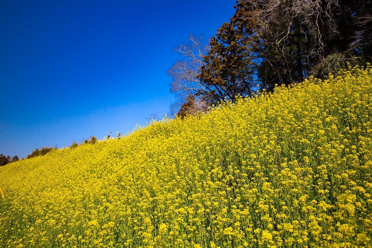 f:id:jranar:20190320154357j:plain