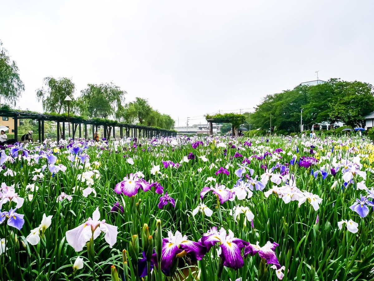 f:id:jranar:20190608161059j:plain f:id:jranar:20190608161059j:plain