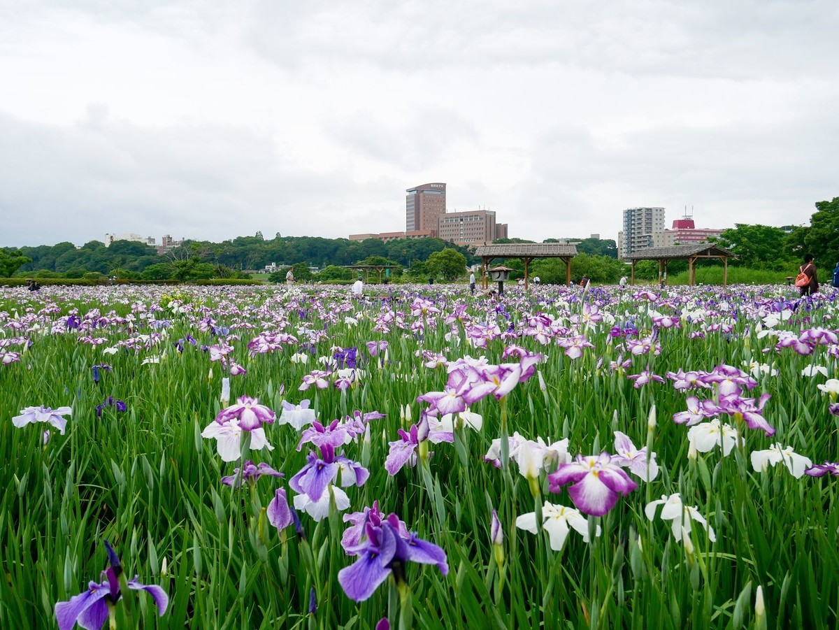 f:id:jranar:20190609172825j:plain