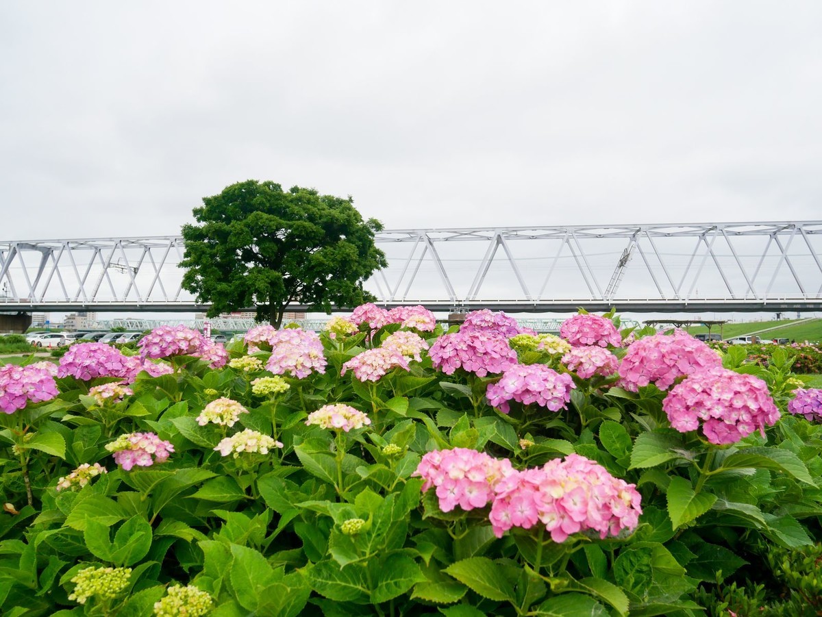 f:id:jranar:20190609173102j:plain