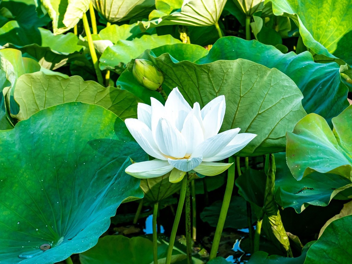 f:id:jranar:20190626202919j:plain