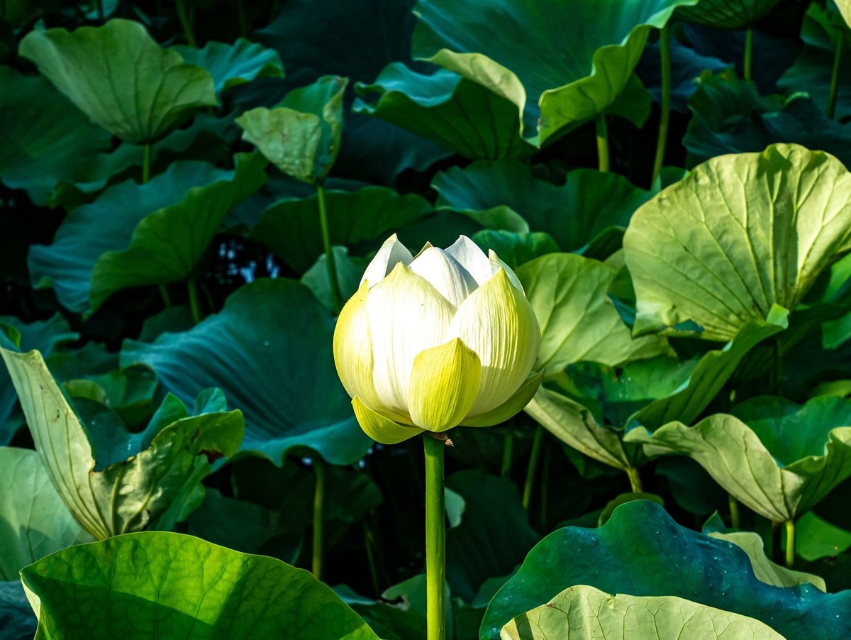 f:id:jranar:20190626202922j:plain