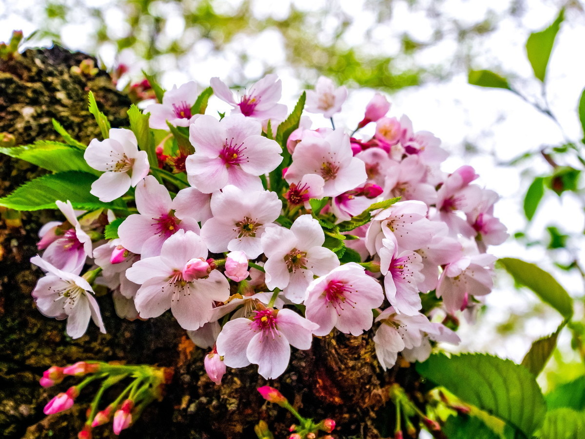 f:id:jranar:20210504210546j:plain
