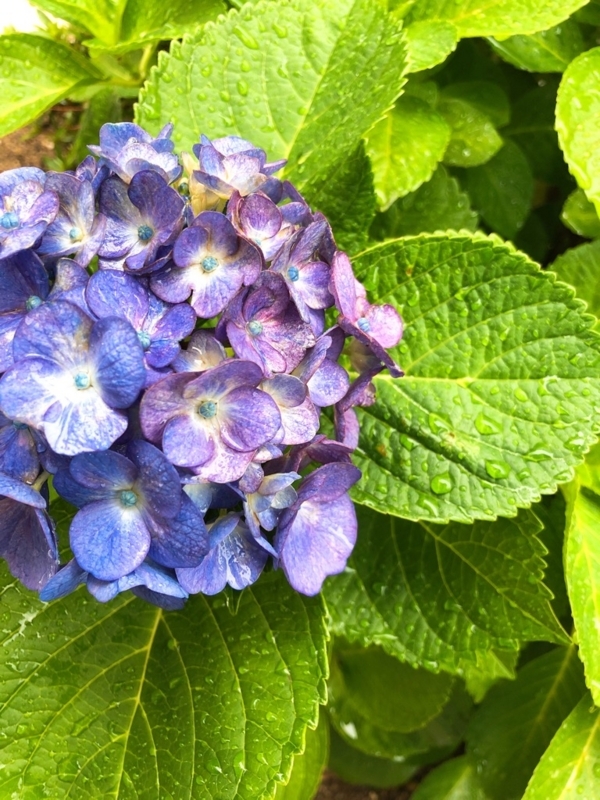 f:id:jsp-adv:20180530180410j:image:w360 f:id:jsp-adv:20180530180410j:image:w360