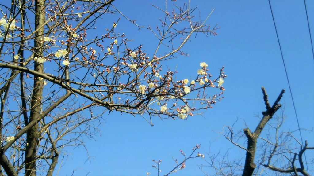 f:id:jtakatori:20170103230254j:plain