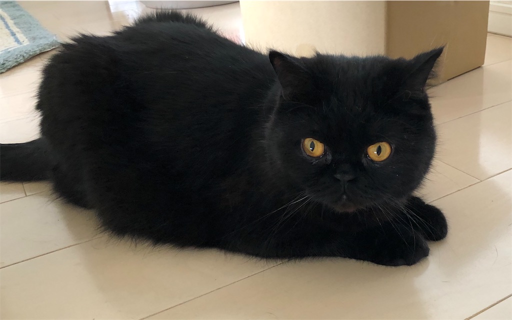 f:id:jtu:20190508002406j:image:w500