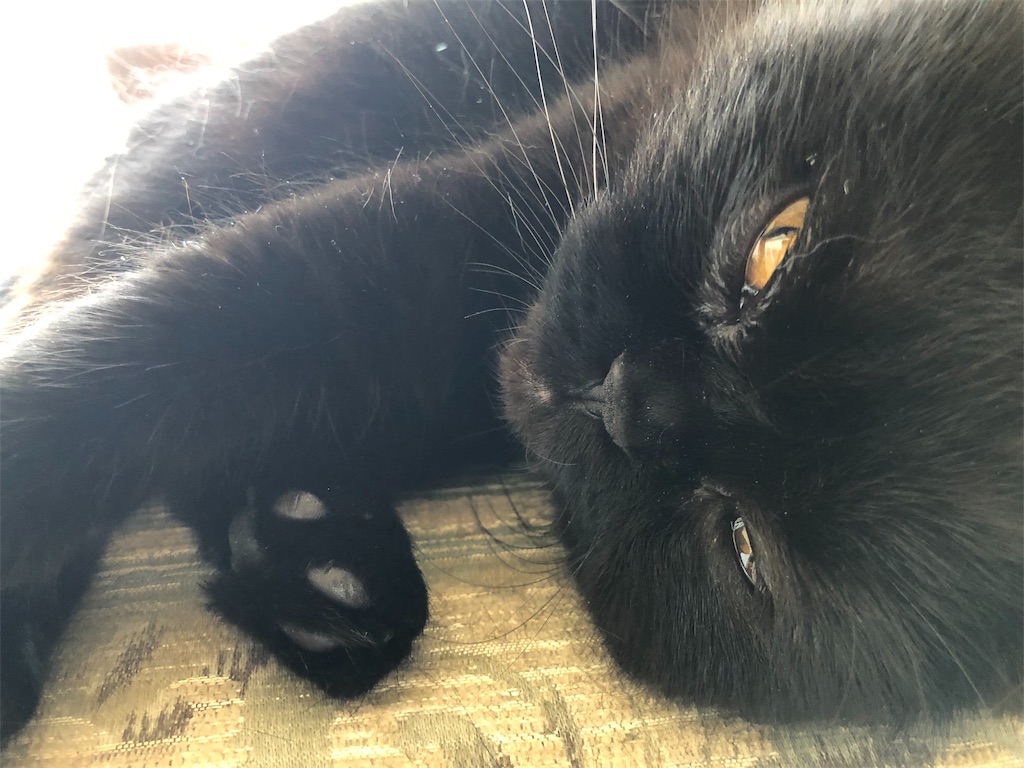 f:id:jtu:20190508002559j:image:w500