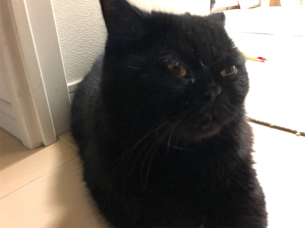 f:id:jtu:20200826235429j:plain f:id:jtu:20200826235429j:plain