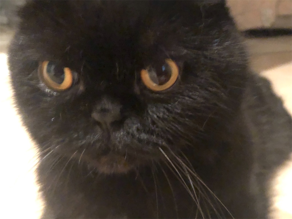 f:id:jtu:20200827233730j:plain