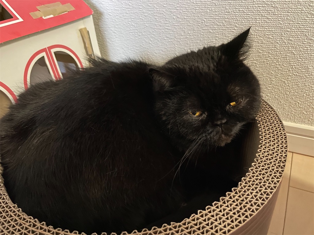 f:id:jtu:20210404234313j:plain