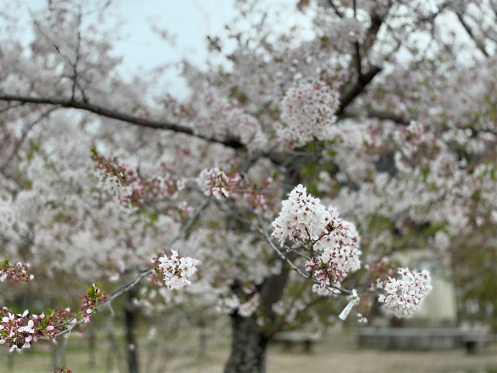 f:id:jtu:20210404234439j:plain