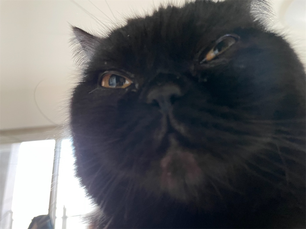 f:id:jtu:20210413235330j:plain