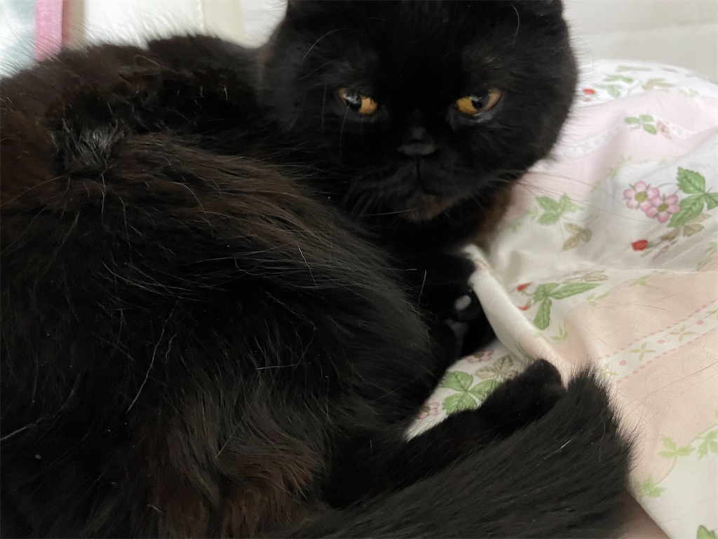 f:id:jtu:20210414114027j:plain