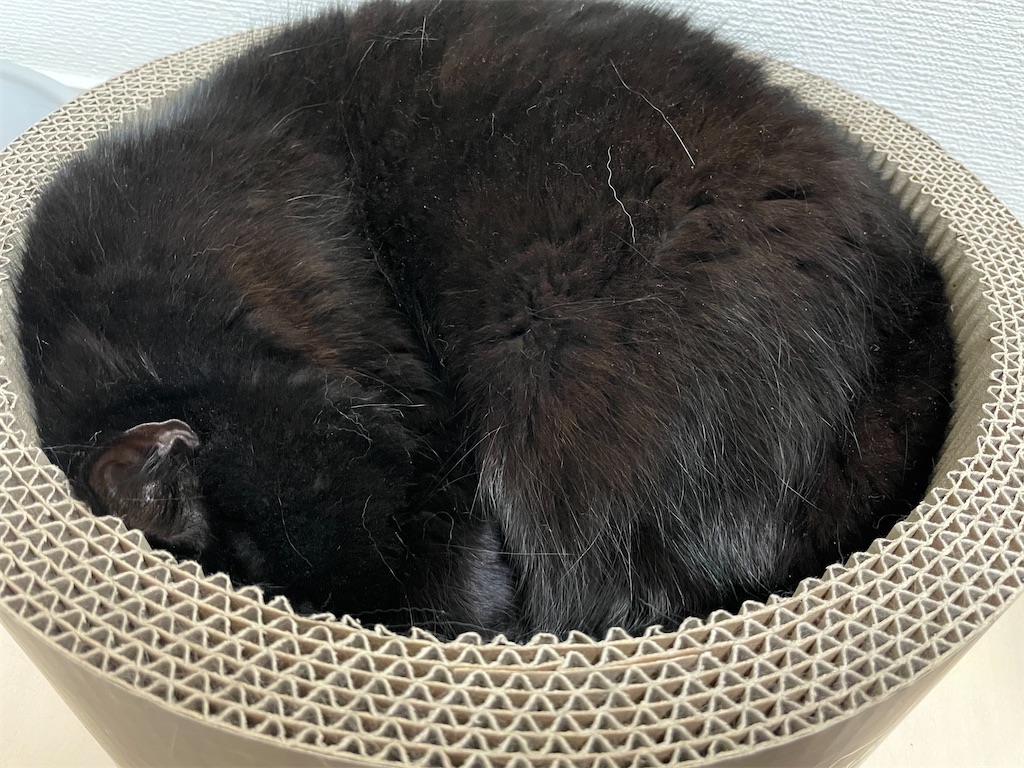 f:id:jtu:20210419235211j:plain