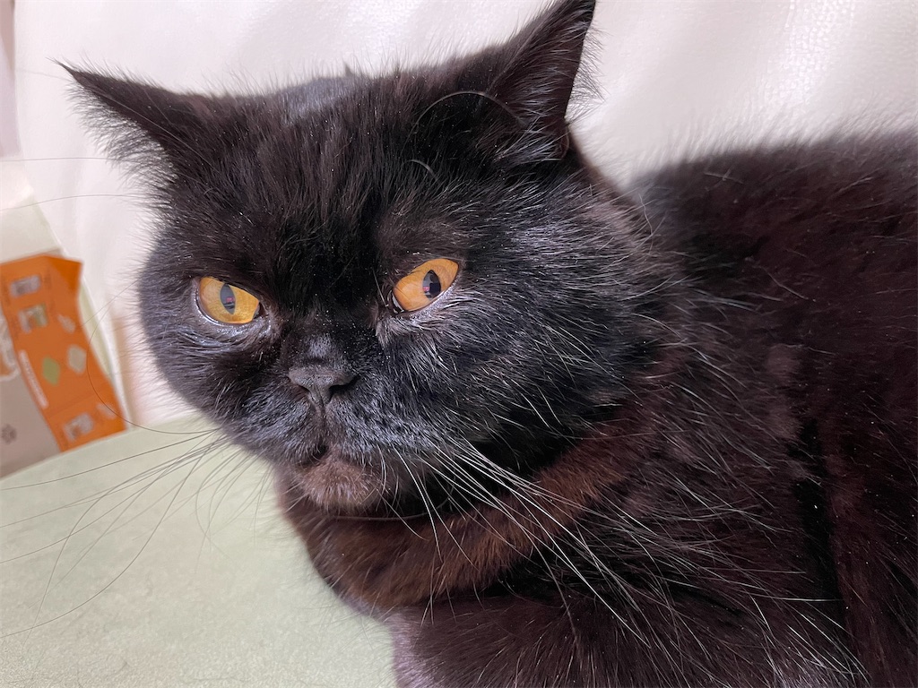 f:id:jtu:20210423002058j:plain