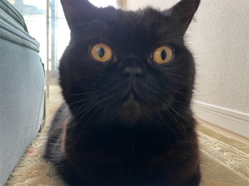 f:id:jtu:20210424004124j:plain