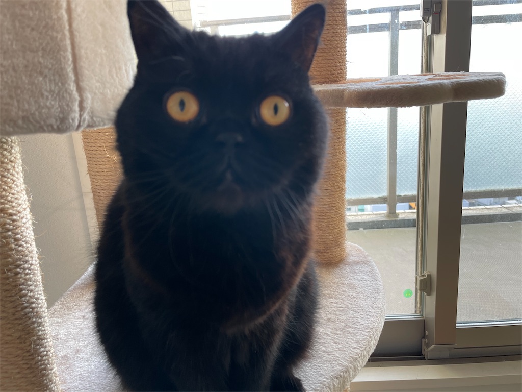 f:id:jtu:20210426003215j:plain