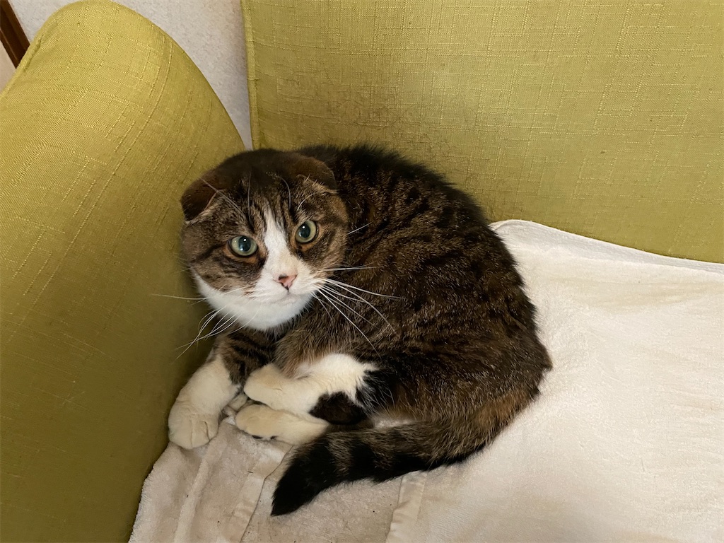 f:id:jtu:20210426235408j:plain