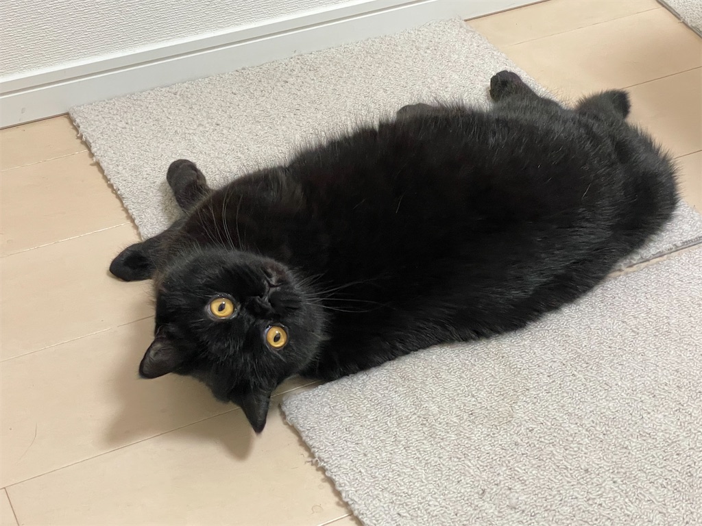 f:id:jtu:20210531233556j:plain