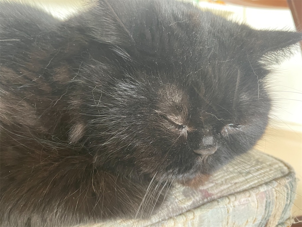 f:id:jtu:20210613175701j:plain