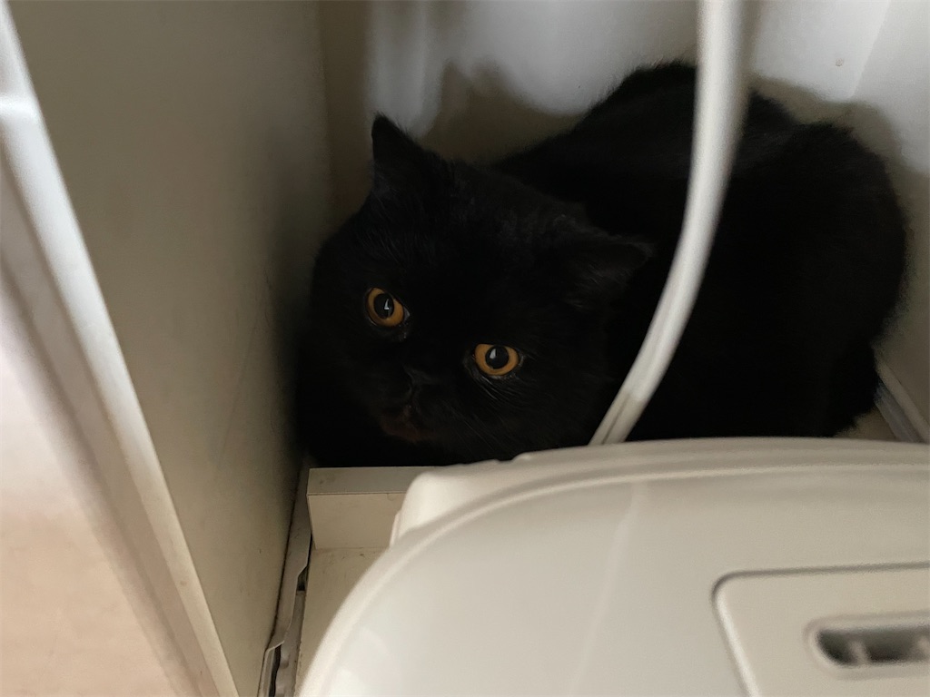 f:id:jtu:20220322075628j:plain