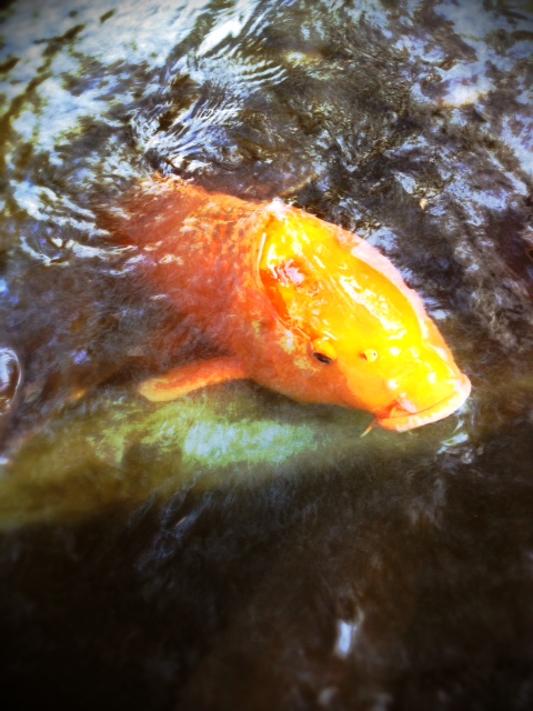 f:id:ju2ca:20121109171637j:image