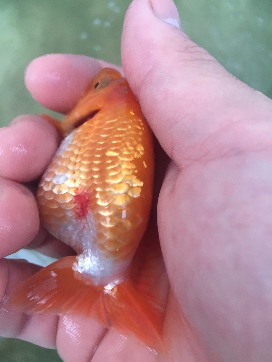赤斑病 超初心者らんちゅう飼育日記