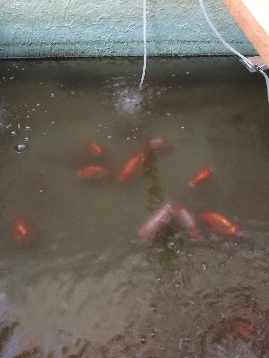 限られた飼育時間 超初心者らんちゅう飼育日記