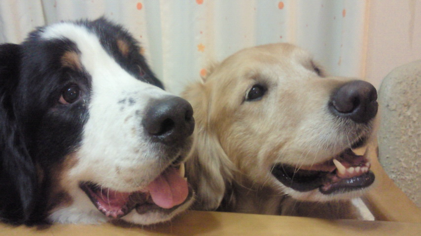 f:id:judymama:20190307112013j:plain