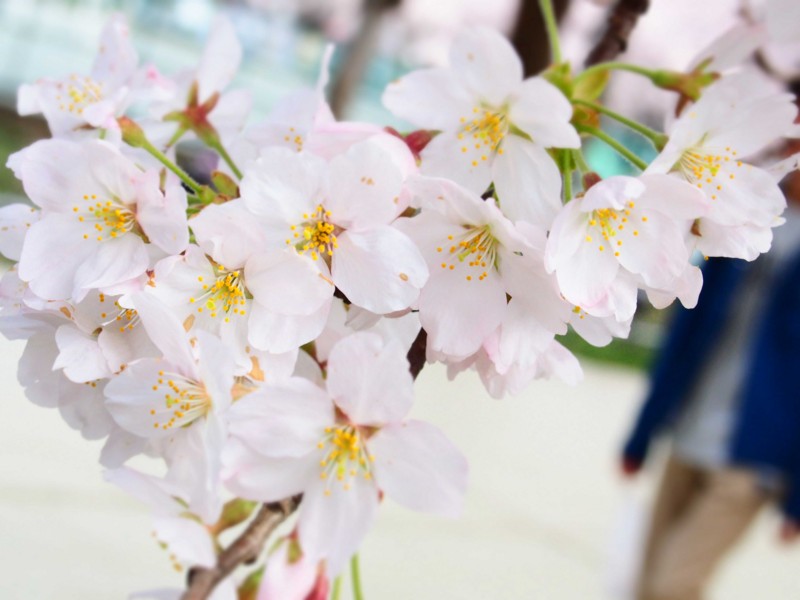 f:id:jue-mixed-chorus:20160409214320j:image