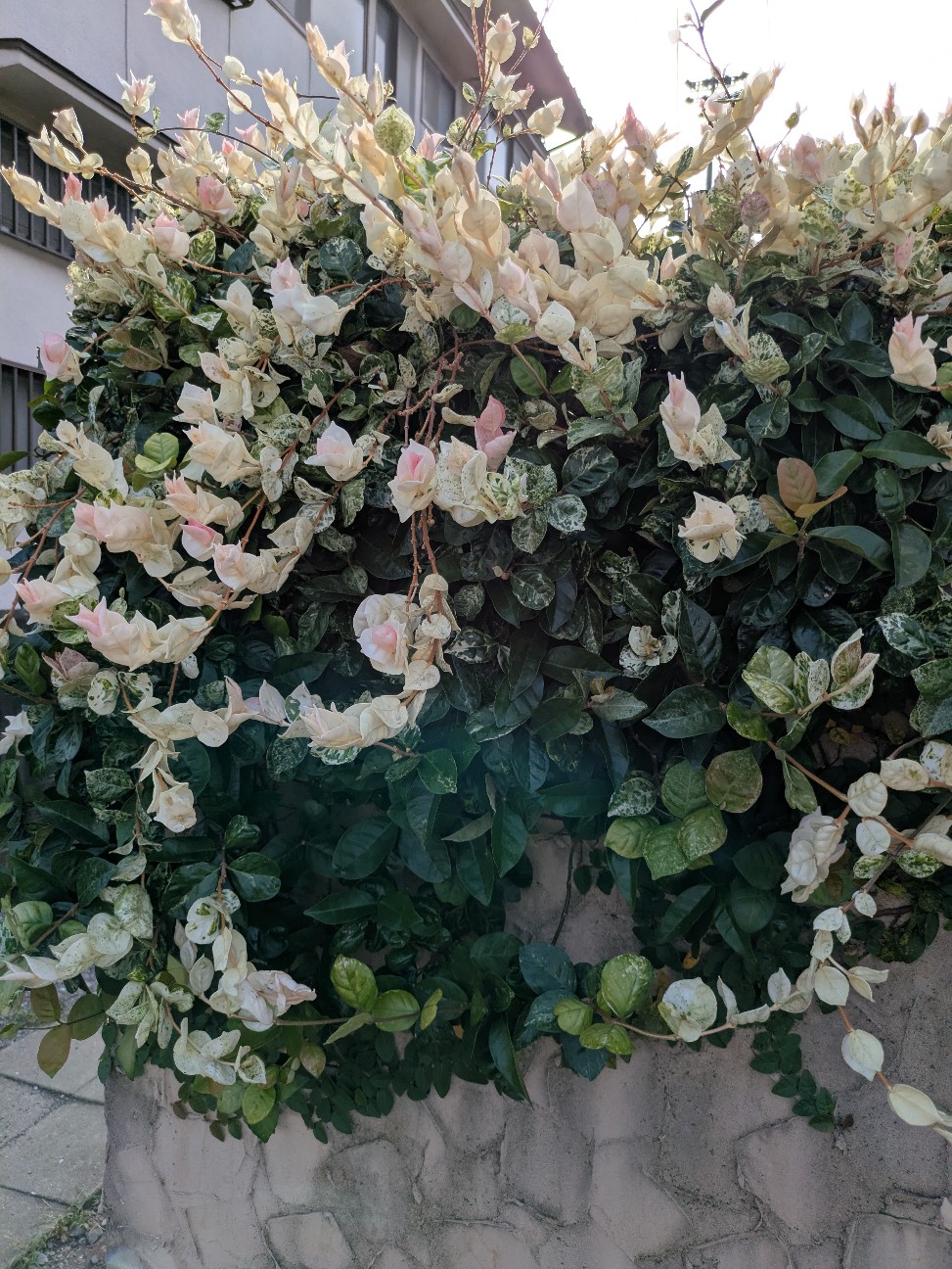 f:id:jujikamm:20260823221902j:image