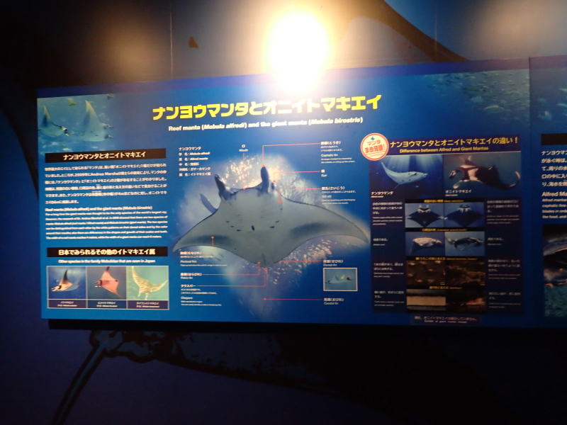 イメージ 16