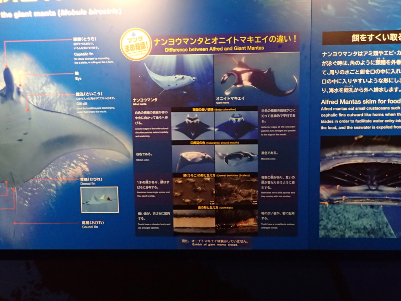イメージ 17