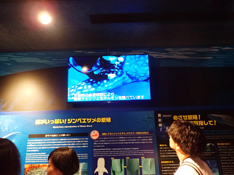 イメージ 18