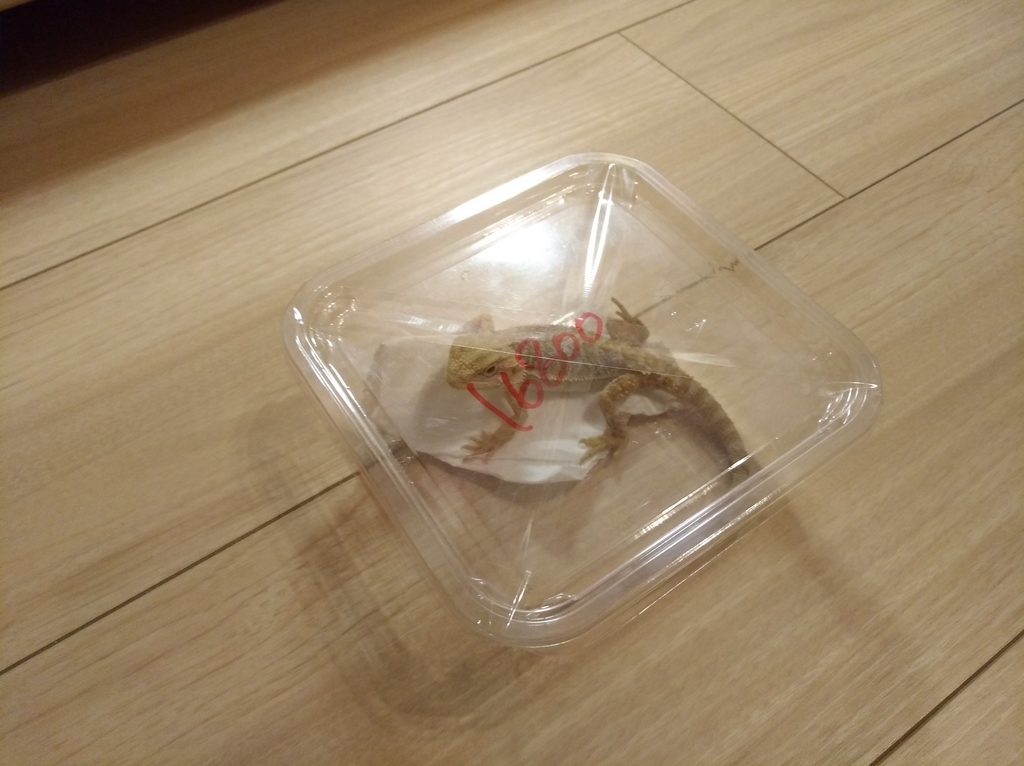 f:id:juju_reptile:20180913231901j:plain f:id:juju_reptile:20180913231901j:plain
