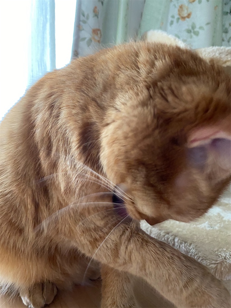 f:id:julia5253:20200401192104j:image