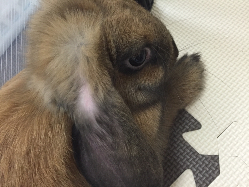 f:id:jumponi:20160703105658j:plain