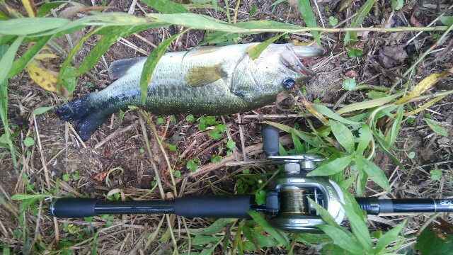 f:id:jun-oyabe:20170618160031j:image