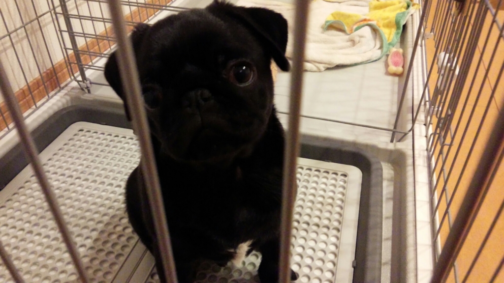 かわいい 黒パグ 小太郎日記 かわいい 黒パグ 小太郎日記