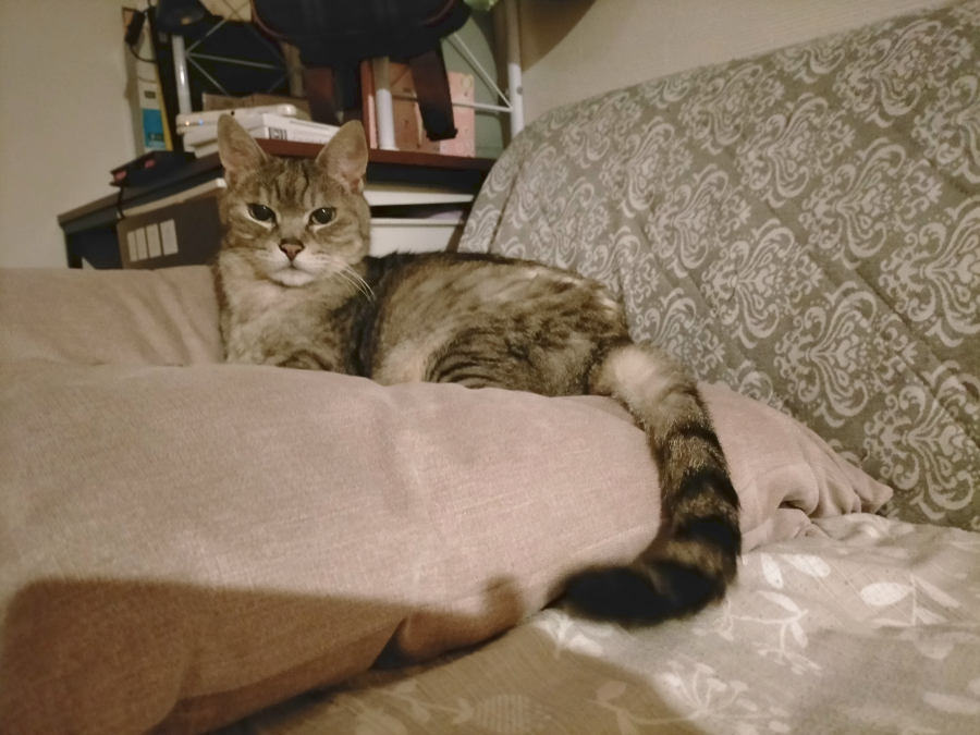 おばいき!