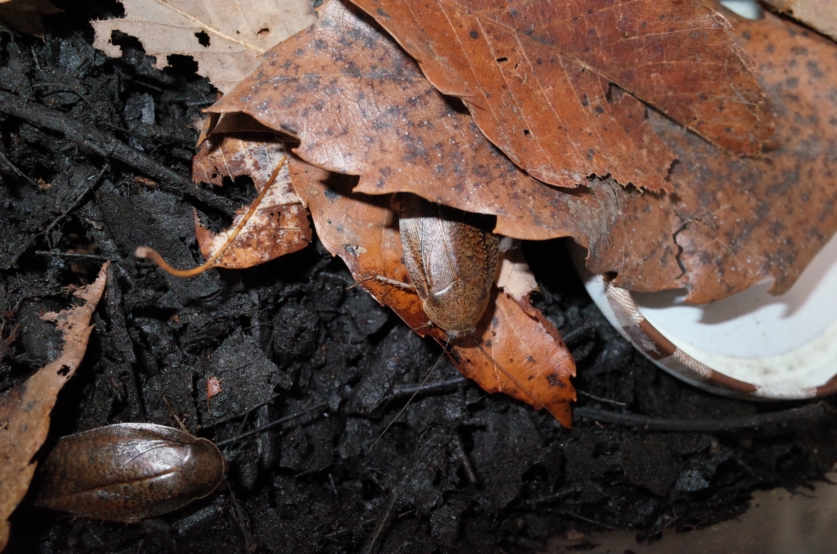 f:id:june_insect:20190603002519j:plain f:id:june_insect:20190603002519j:plain
