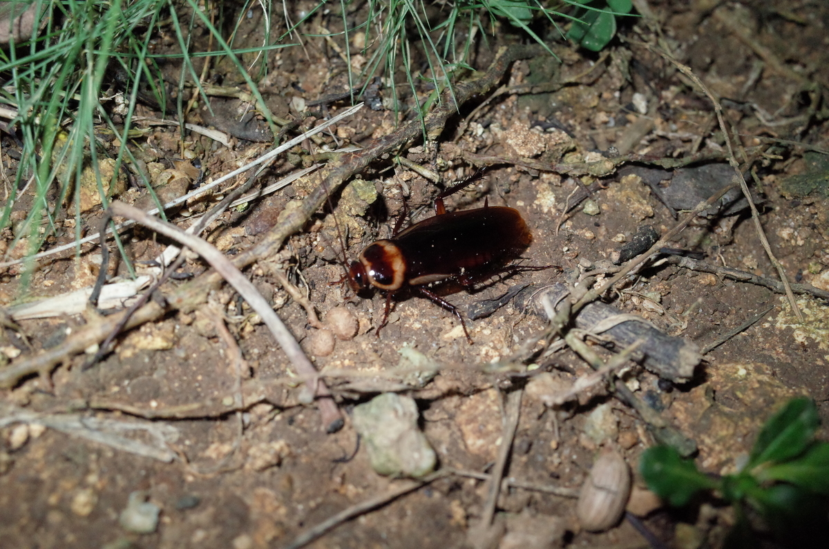 f:id:june_insect:20190922172320j:plain f:id:june_insect:20190922172320j:plain