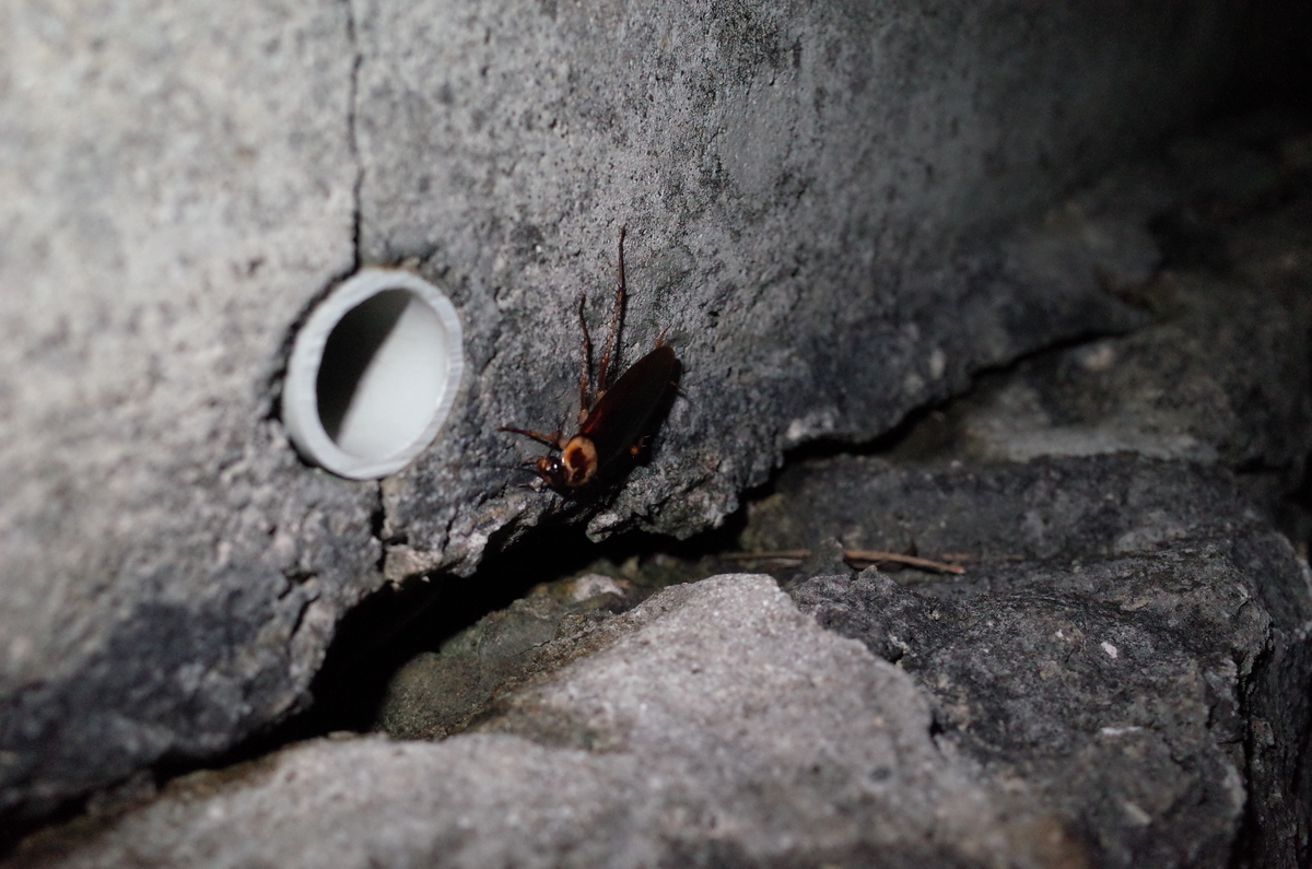 f:id:june_insect:20190922173251j:plain f:id:june_insect:20190922173251j:plain