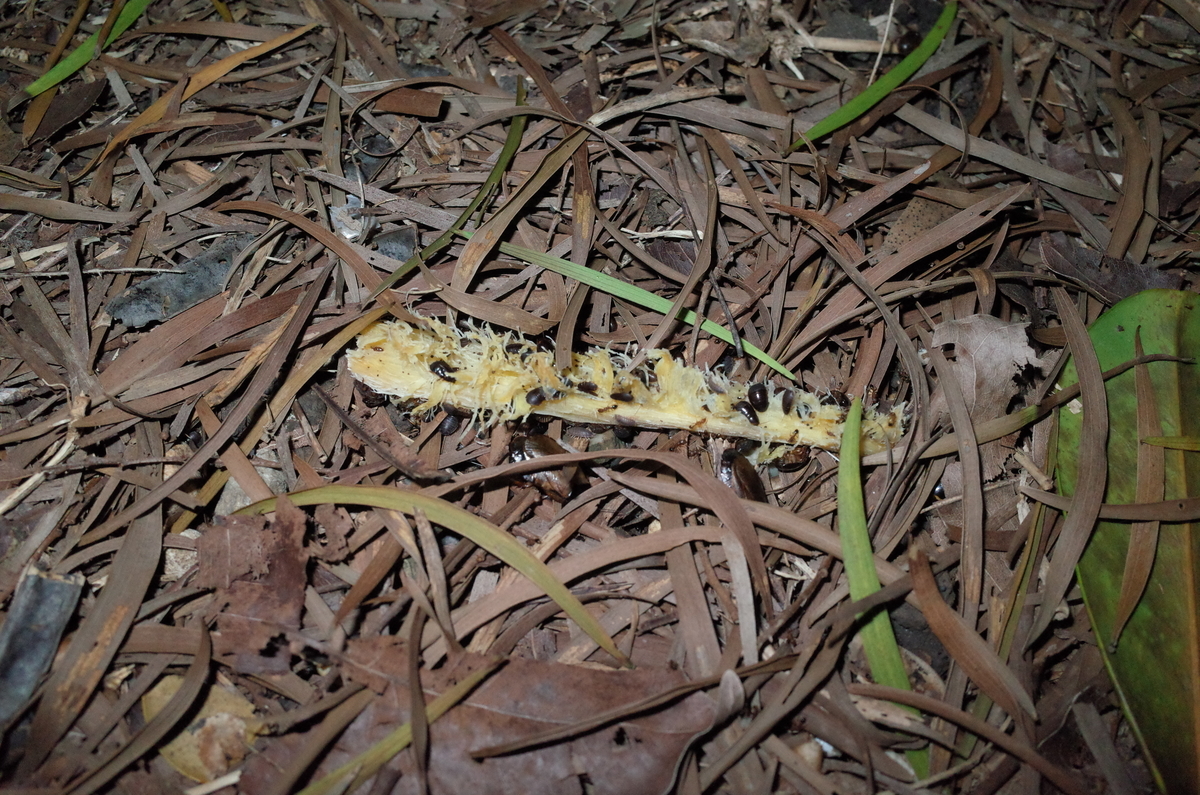 f:id:june_insect:20190922173802j:plain f:id:june_insect:20190922173802j:plain