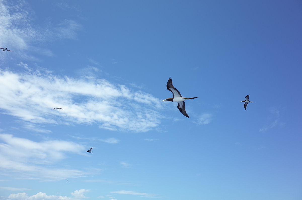 f:id:june_insect:20190922182043j:plain f:id:june_insect:20190922182043j:plain