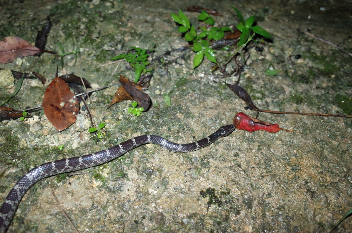 f:id:june_insect:20200108163215j:plain f:id:june_insect:20200108163215j:plain